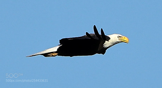 Canon EOS-1D X Mark II sample photo. 04-20-18-0013676.jpg photography
