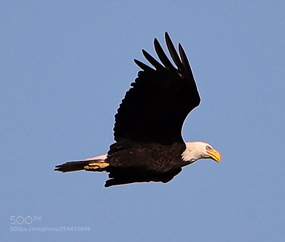 Canon EOS-1D X Mark II sample photo. 04-20-18-0013674.jpg photography