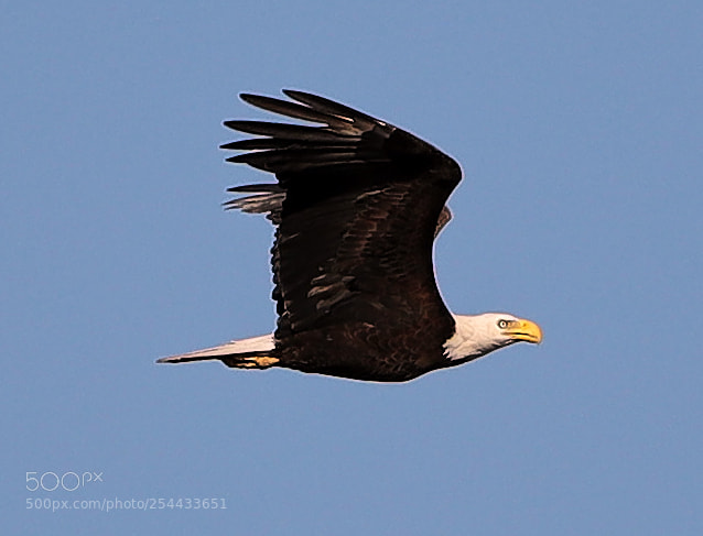 Canon EOS-1D X Mark II sample photo. 04-20-18-0013675.jpg photography