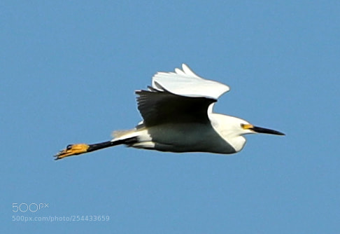 Canon EOS-1D X Mark II sample photo. 04-20-18-0013672.jpg photography