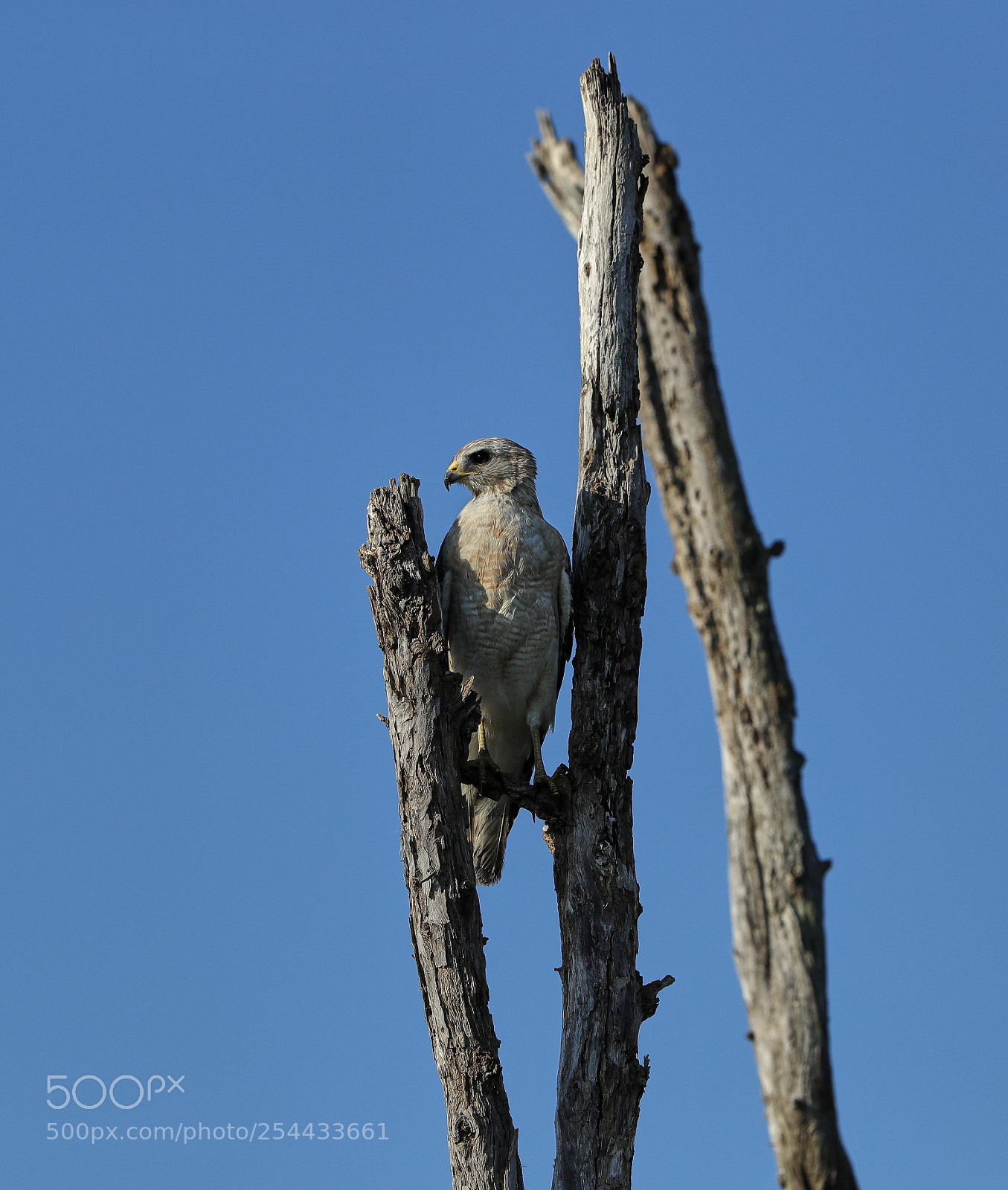 Canon EOS-1D X Mark II sample photo. 04-20-18-0013631.jpg photography