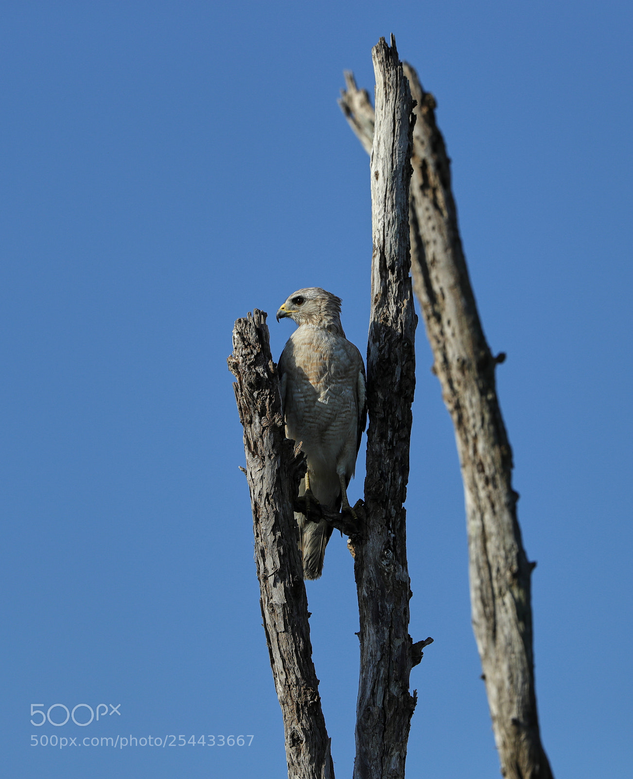 Canon EOS-1D X Mark II sample photo. 04-20-18-0013629.jpg photography