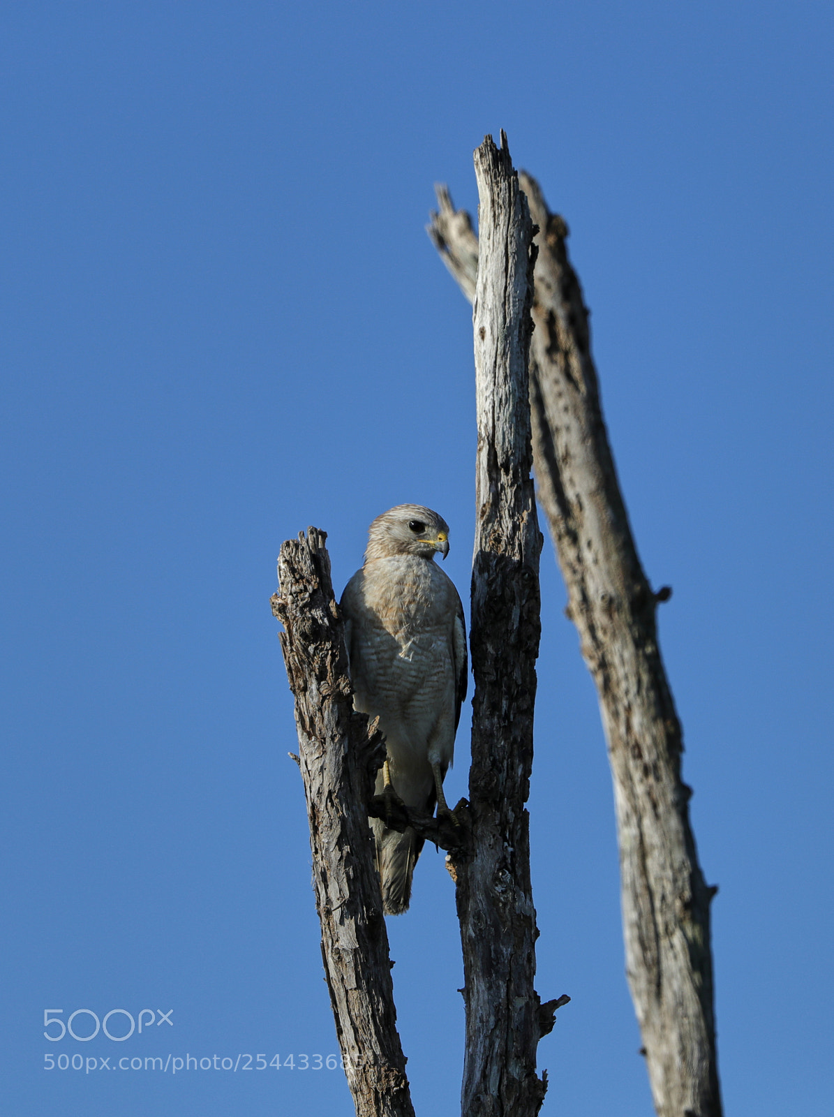 Canon EOS-1D X Mark II sample photo. 04-20-18-0013624.jpg photography