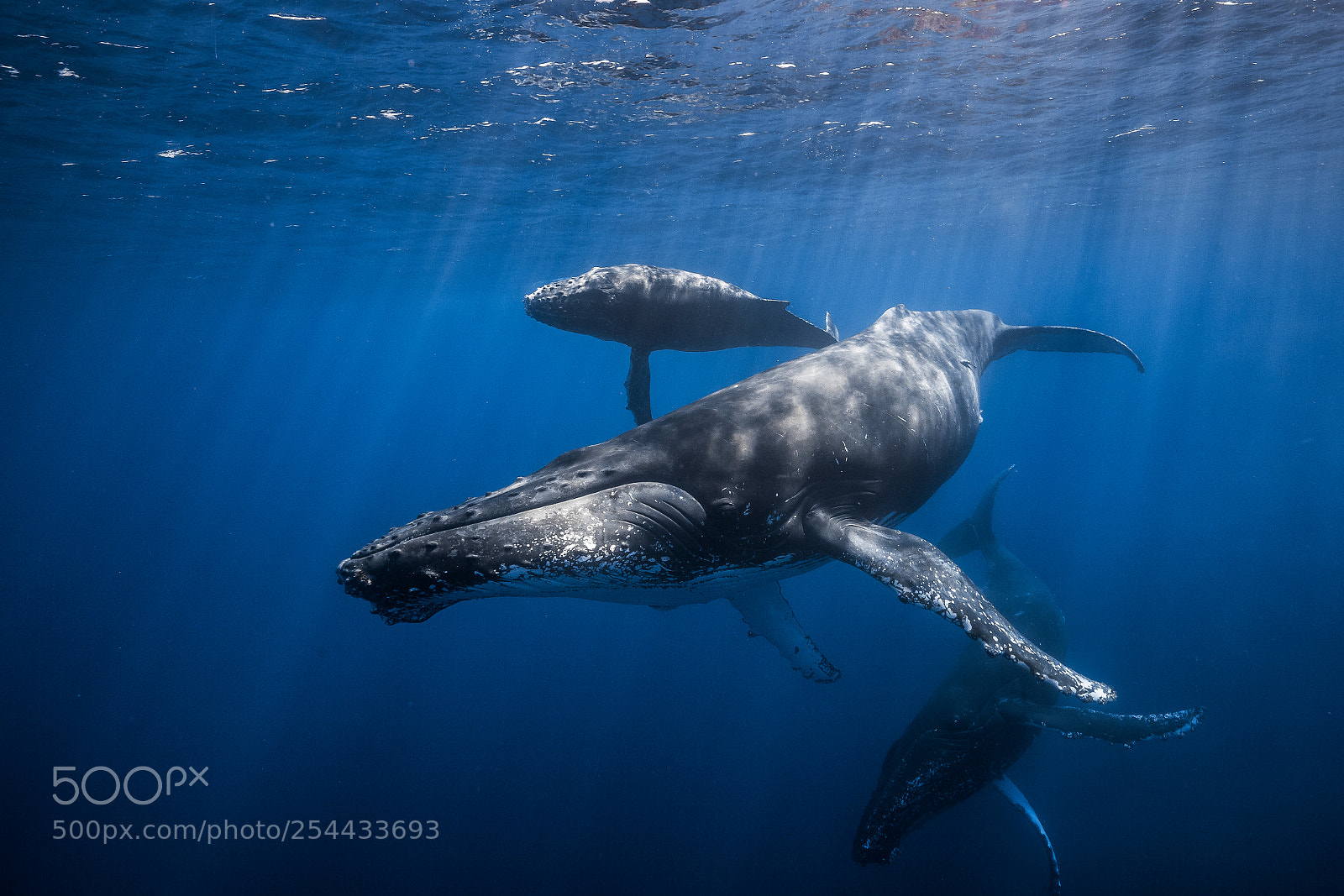 Canon EOS 5D Mark II sample photo. Humpback whale photography