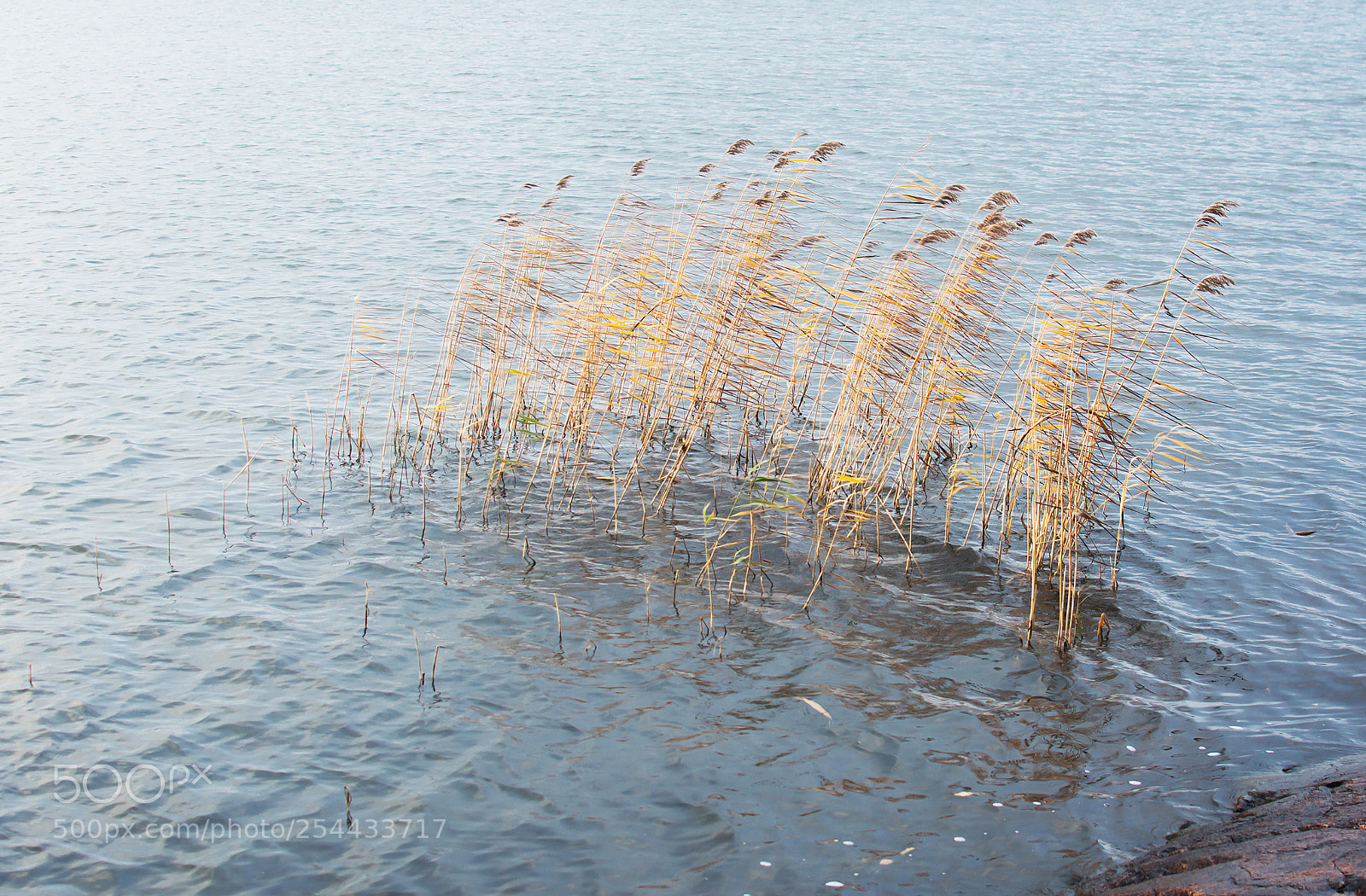 Nikon D7100 sample photo. Yellow reeds photography