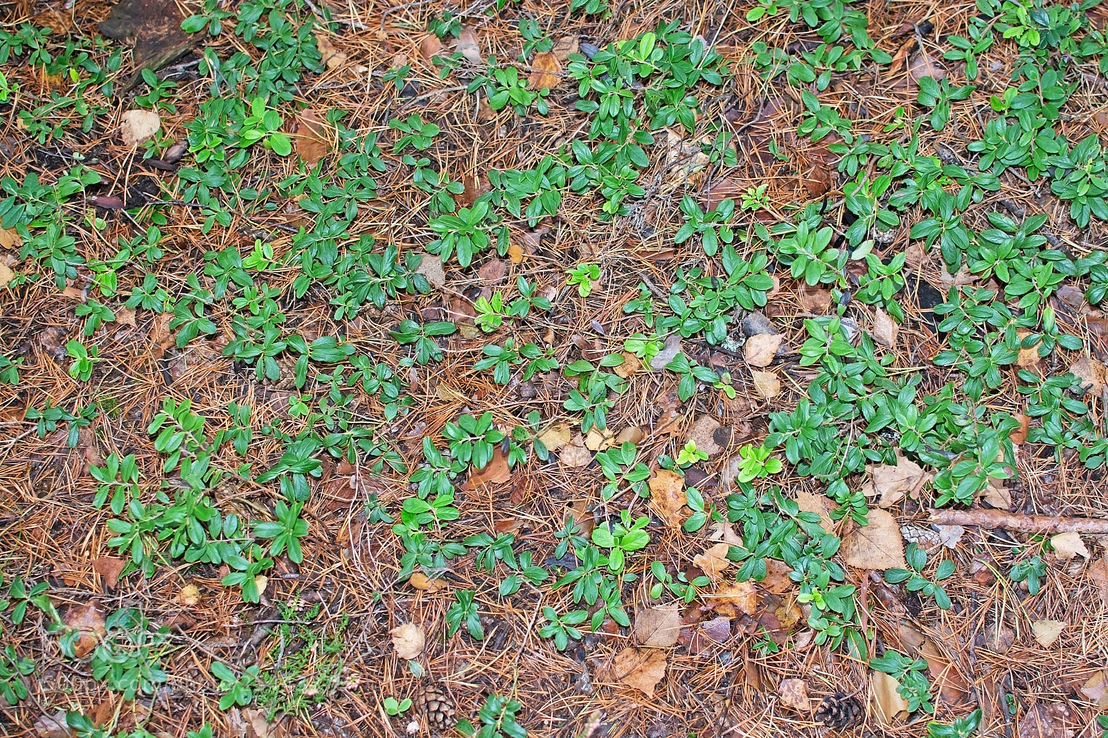 Nikon D7100 sample photo. Lingonberry leaves photography