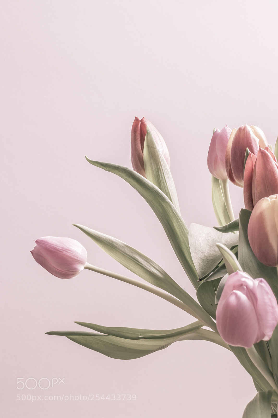 Nikon D7100 sample photo. Group of vintage tulips photography