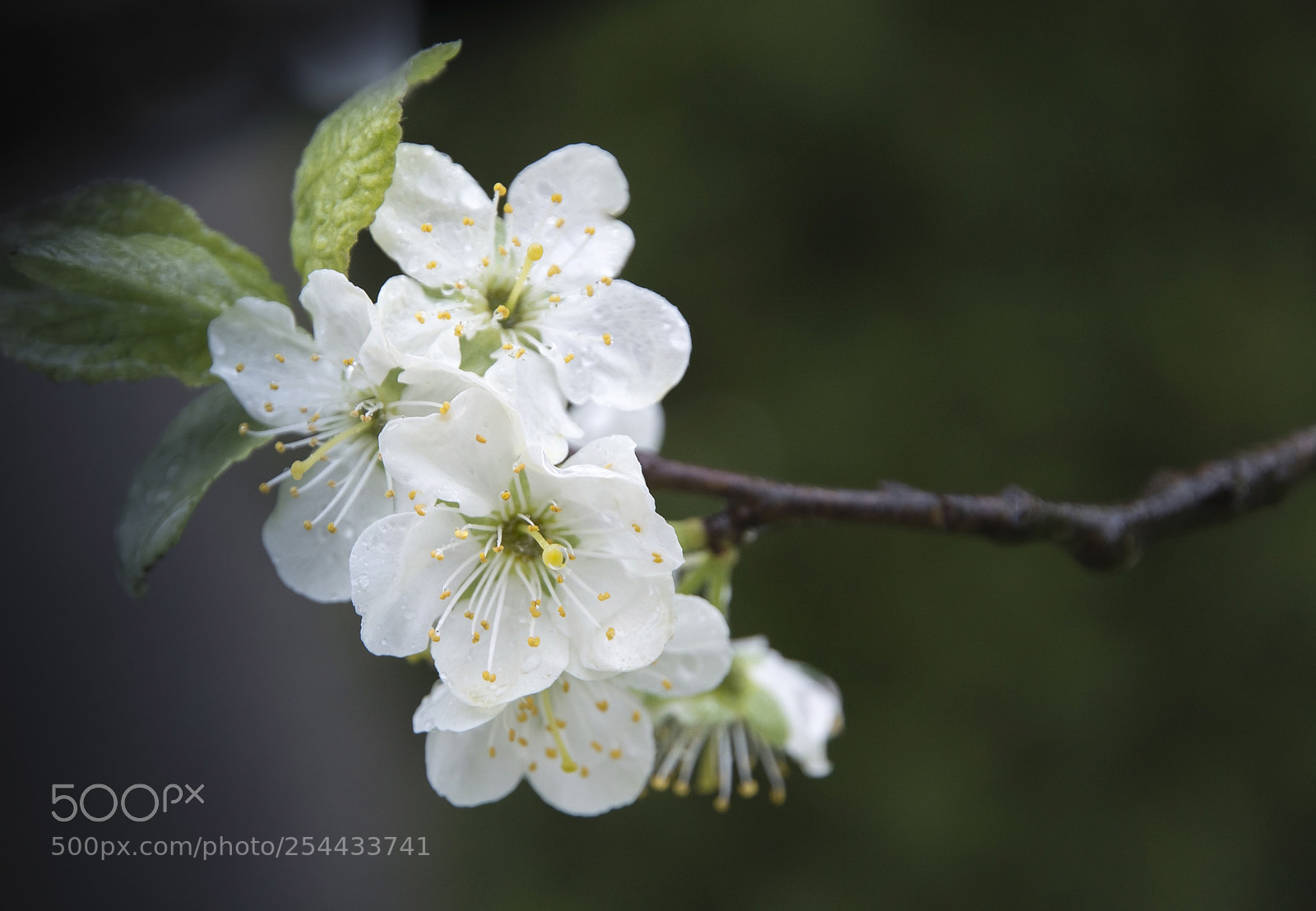 Nikon D7100 sample photo. Apple blossom on a photography