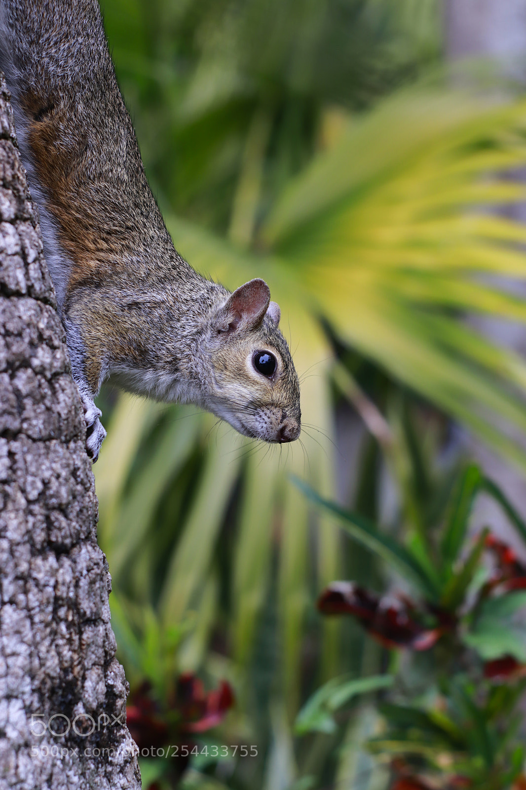Canon EOS 800D (EOS Rebel T7i / EOS Kiss X9i) sample photo. Squirrel photography