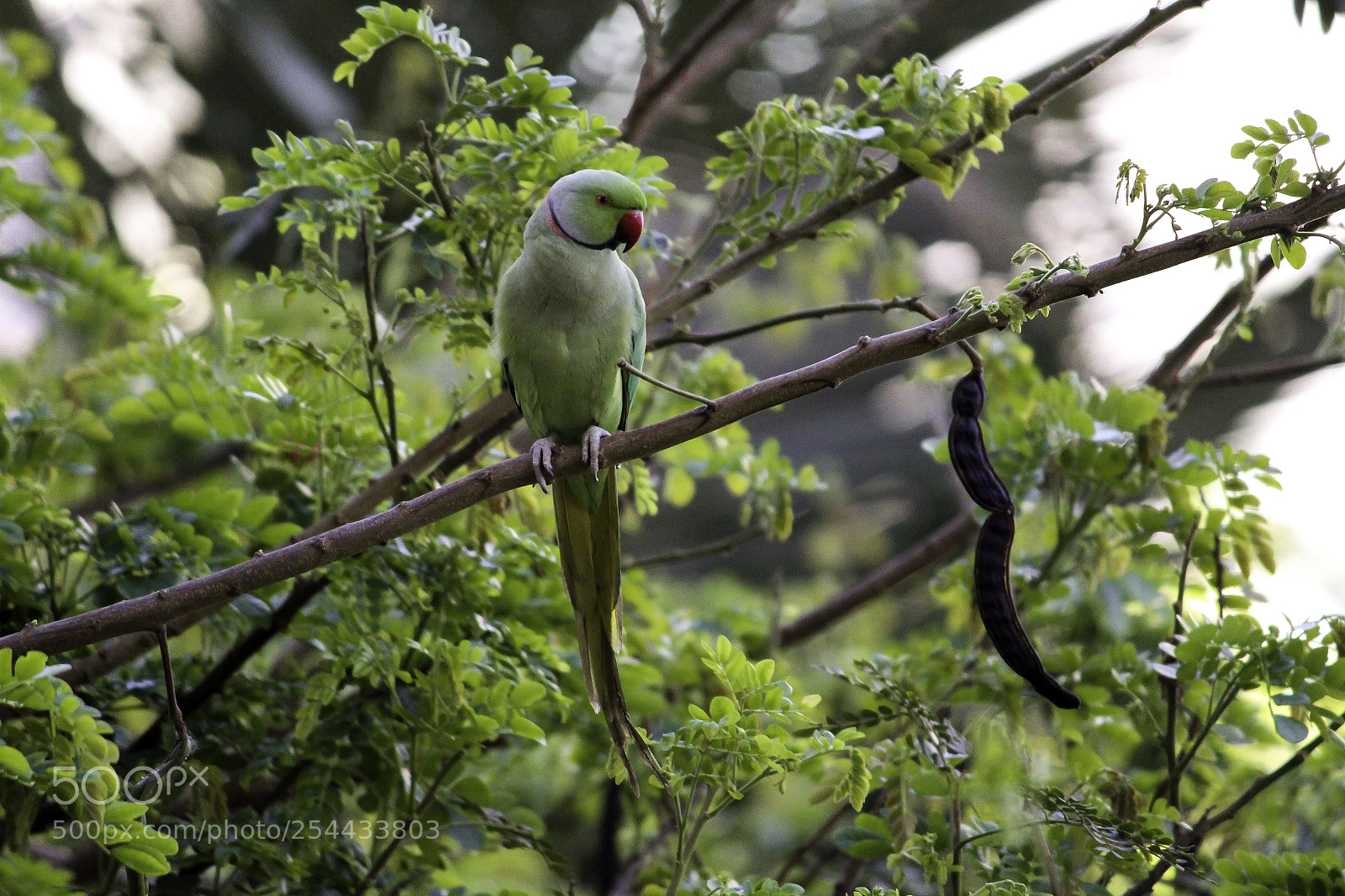 Canon EOS 1300D (EOS Rebel T6 / EOS Kiss X80) sample photo. Rose ring necked parakeet photography