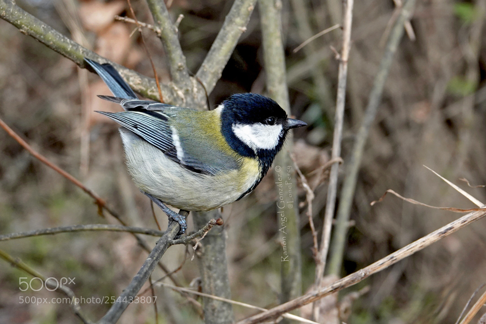 Sony Cyber-shot DSC-RX10 IV sample photo. Great tit in imminent photography