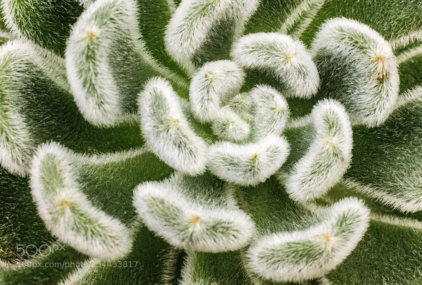 Nikon D5300 sample photo. Greenhouse gem photography