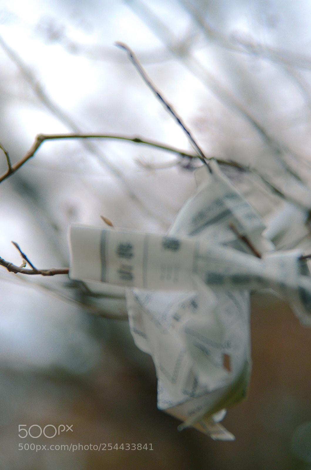 Nikon D7000 sample photo. Luck on tree photography