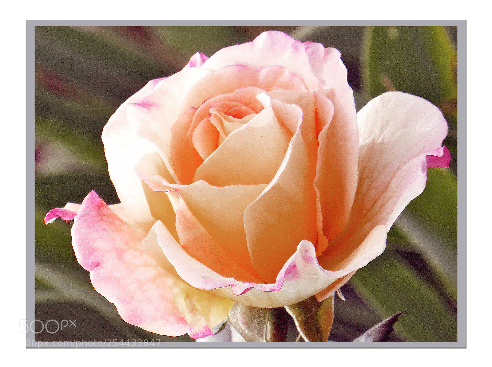 Canon PowerShot SX240 HS sample photo. Rose, jung + sehr zart photography