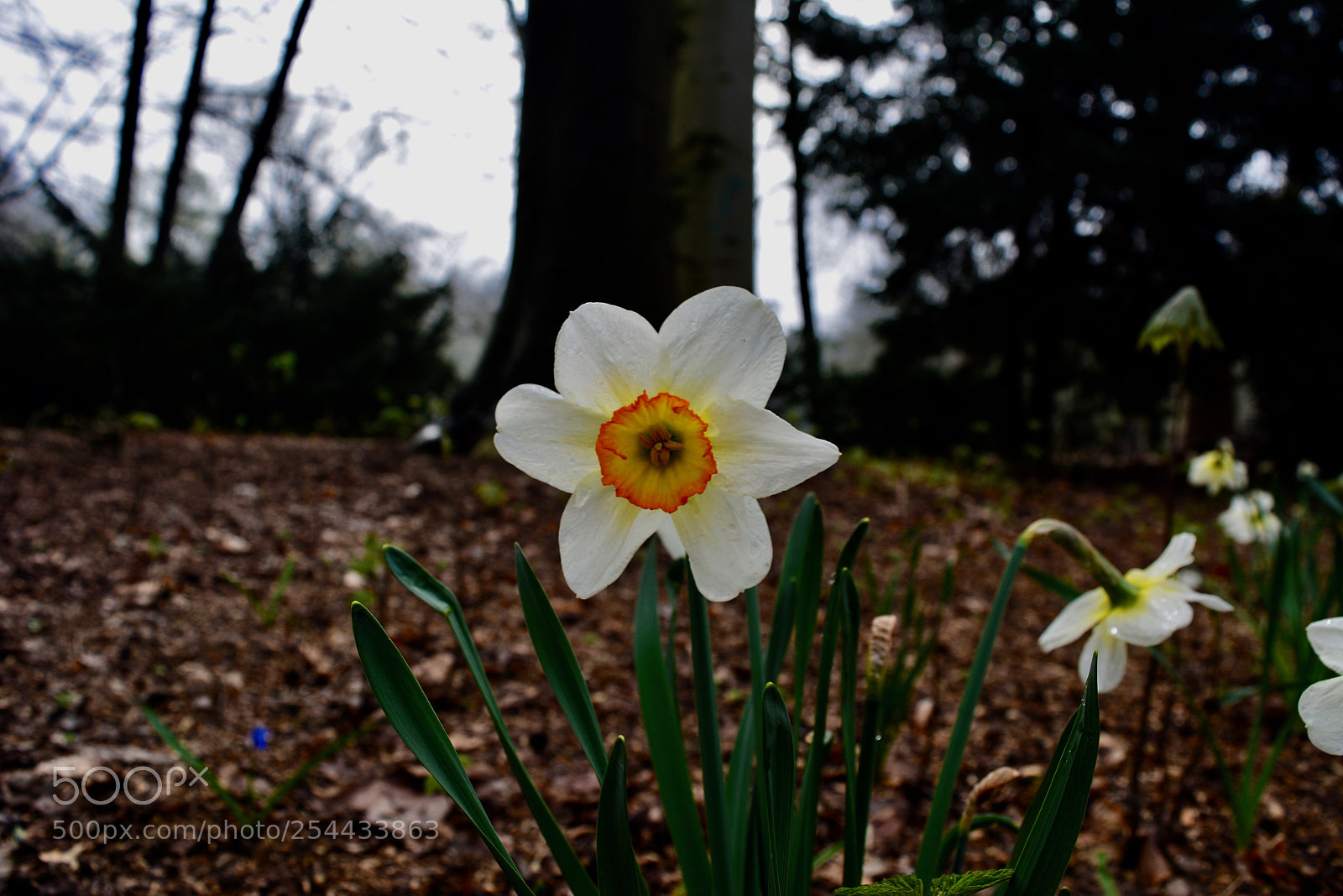Nikon D5200 sample photo. Shining flower photography