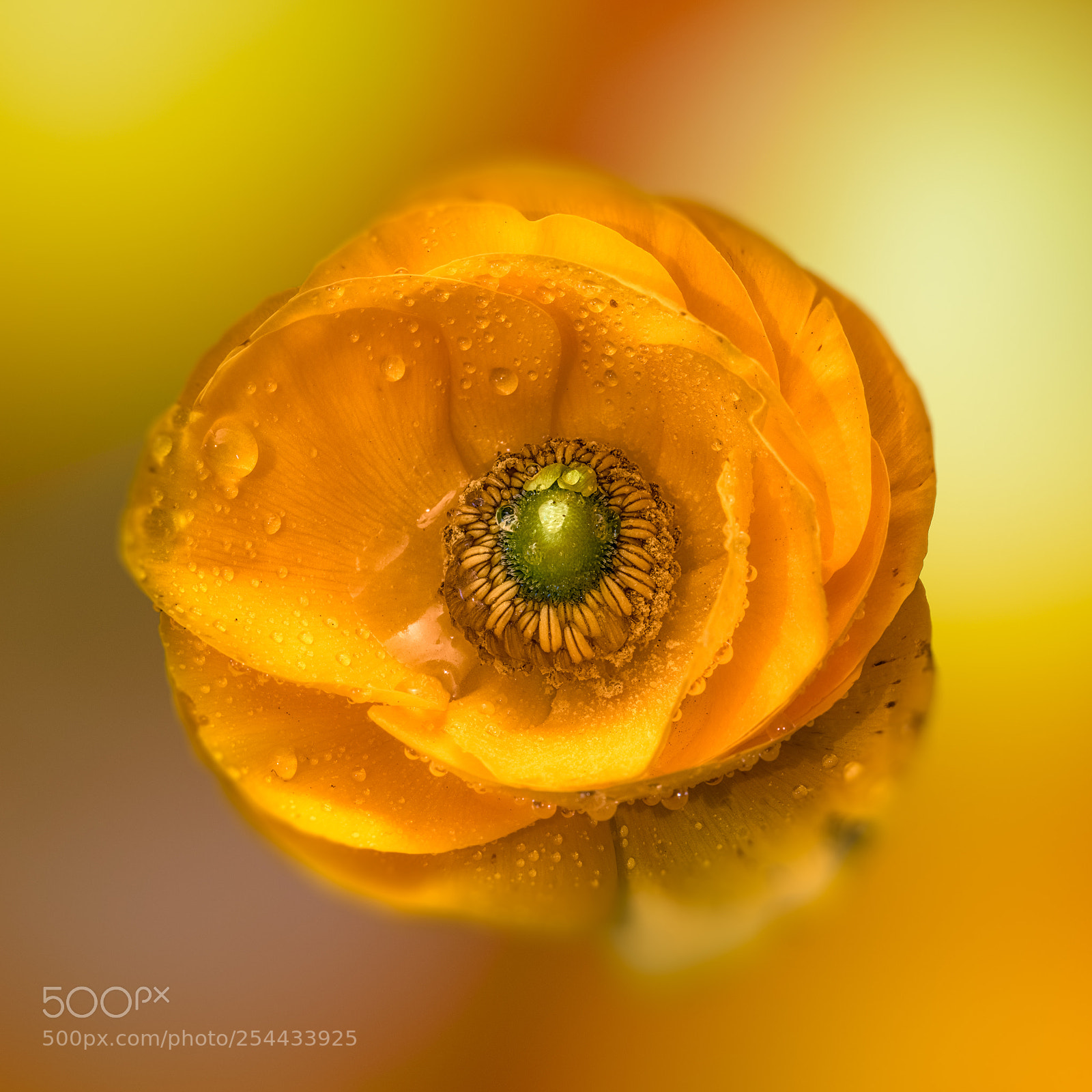 Nikon D810 sample photo. Orange buttercup photography