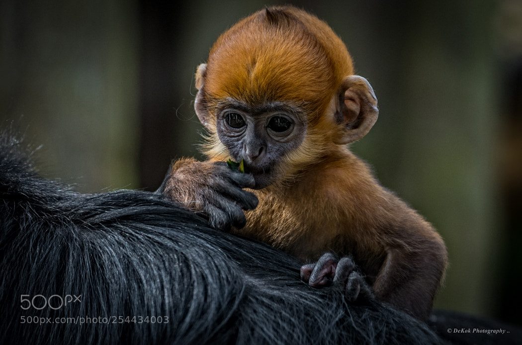 Nikon D500 sample photo. François langur .. photography