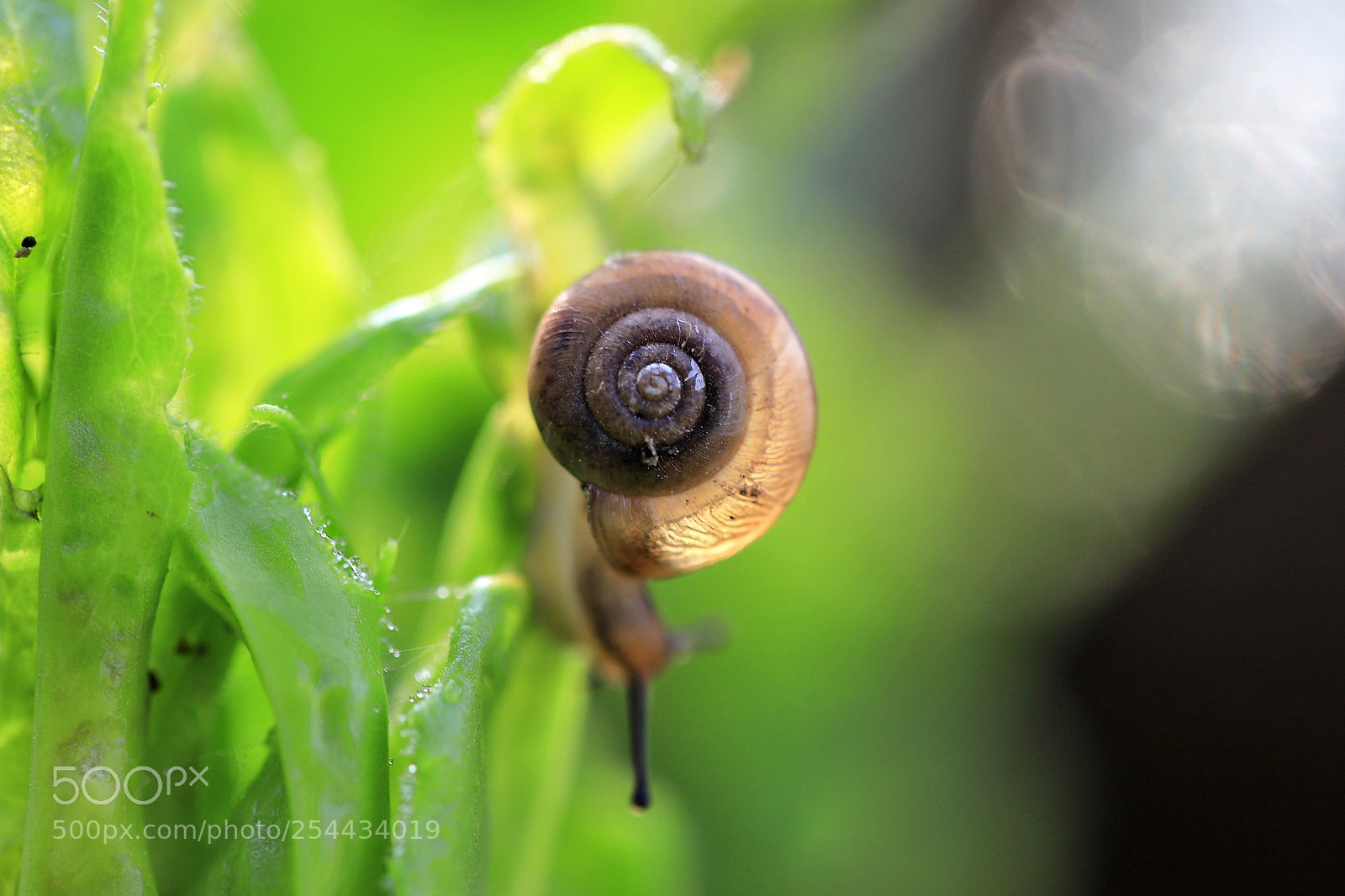 Canon EOS 6D Mark II sample photo. Snail in spotlight light photography