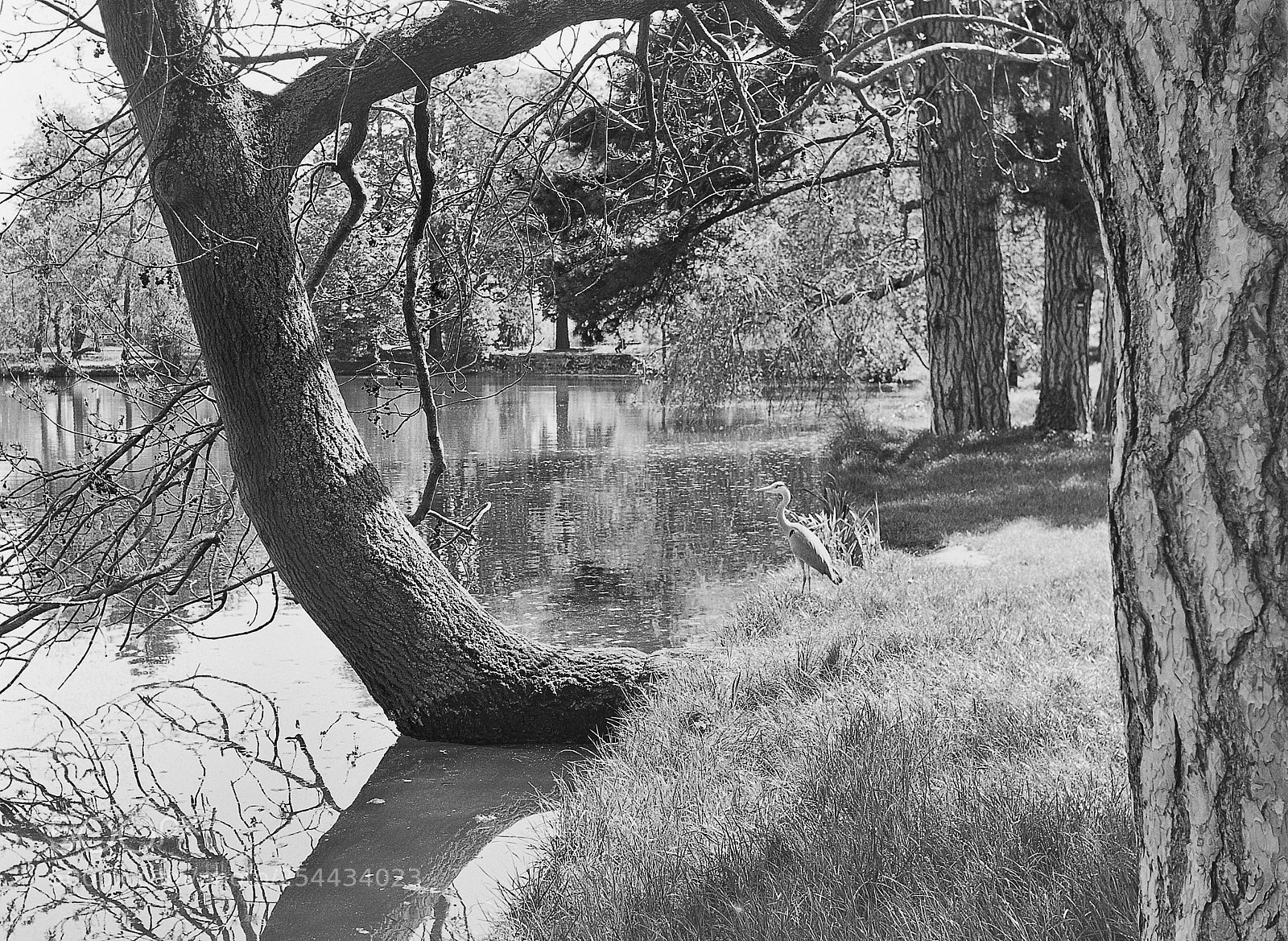 Nikon D700 sample photo. Heron photography