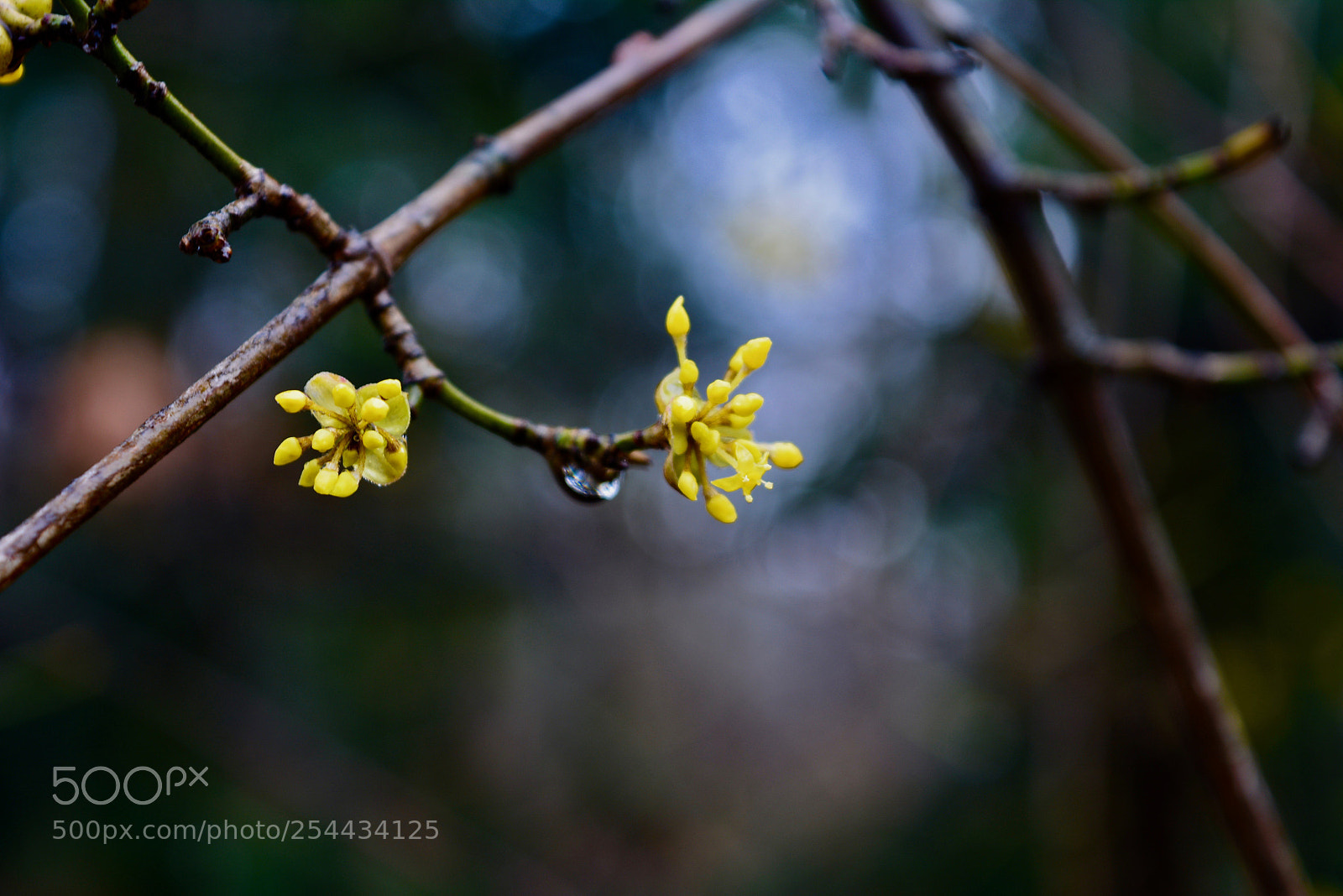 Nikon D5200 sample photo. Little raindrop and yellow photography