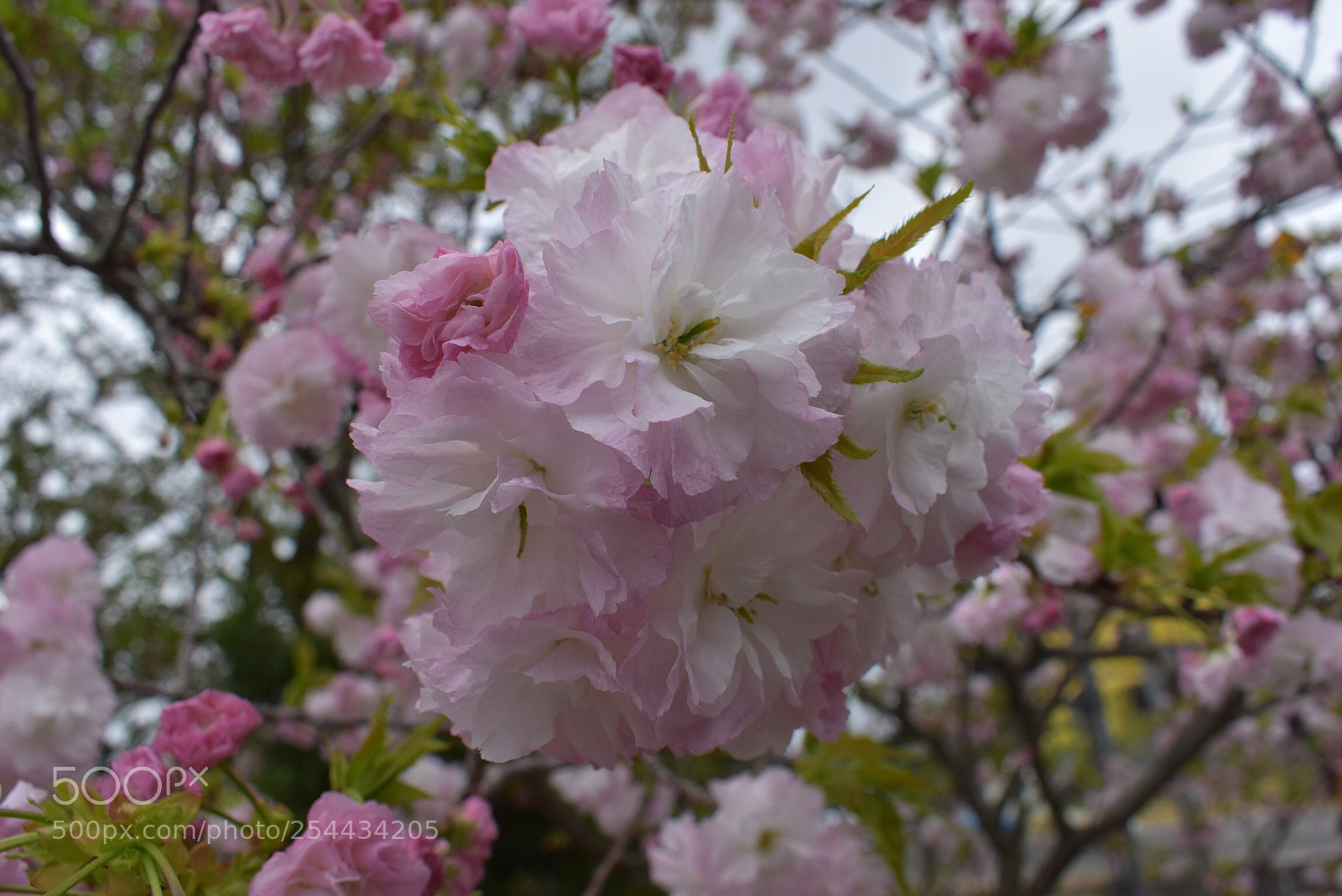 Nikon D5600 sample photo. Sakura photography