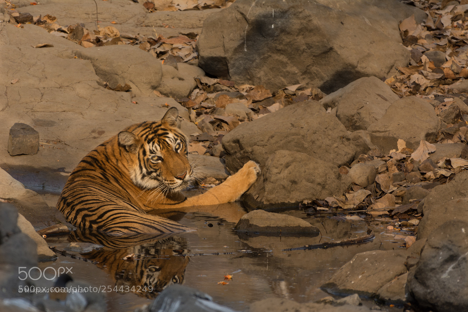 Nikon D7100 sample photo. T60 in the golden photography