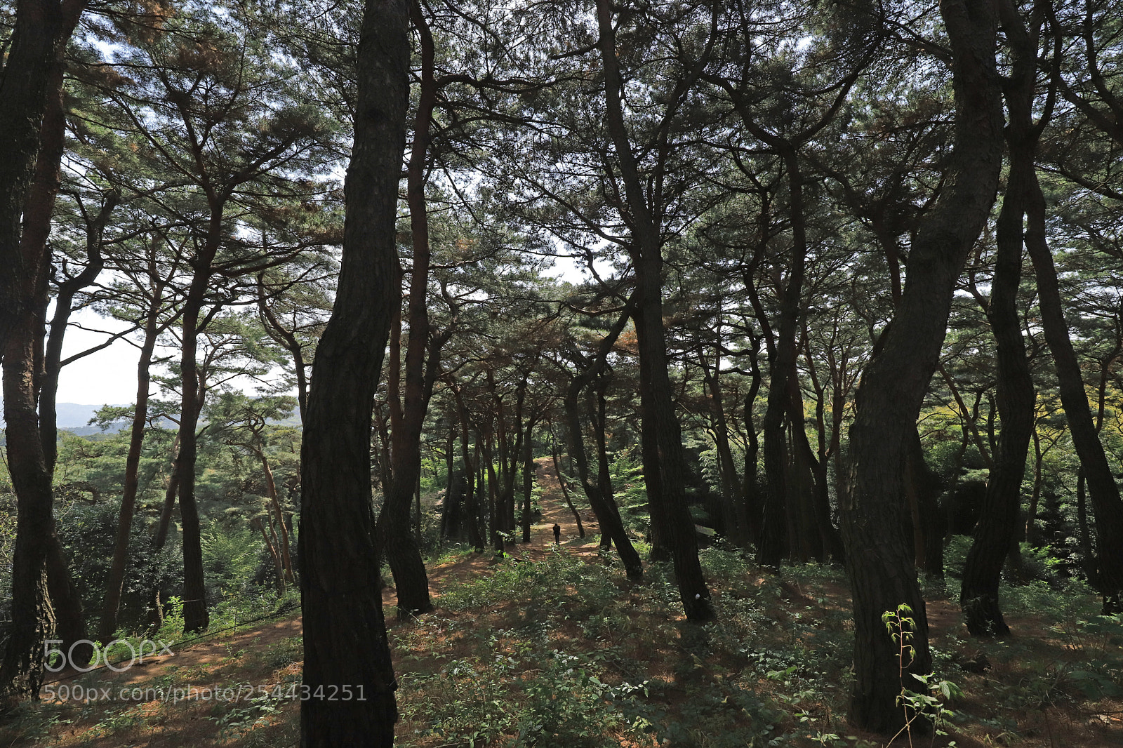 Canon EOS 6D Mark II sample photo. Forest trail photography