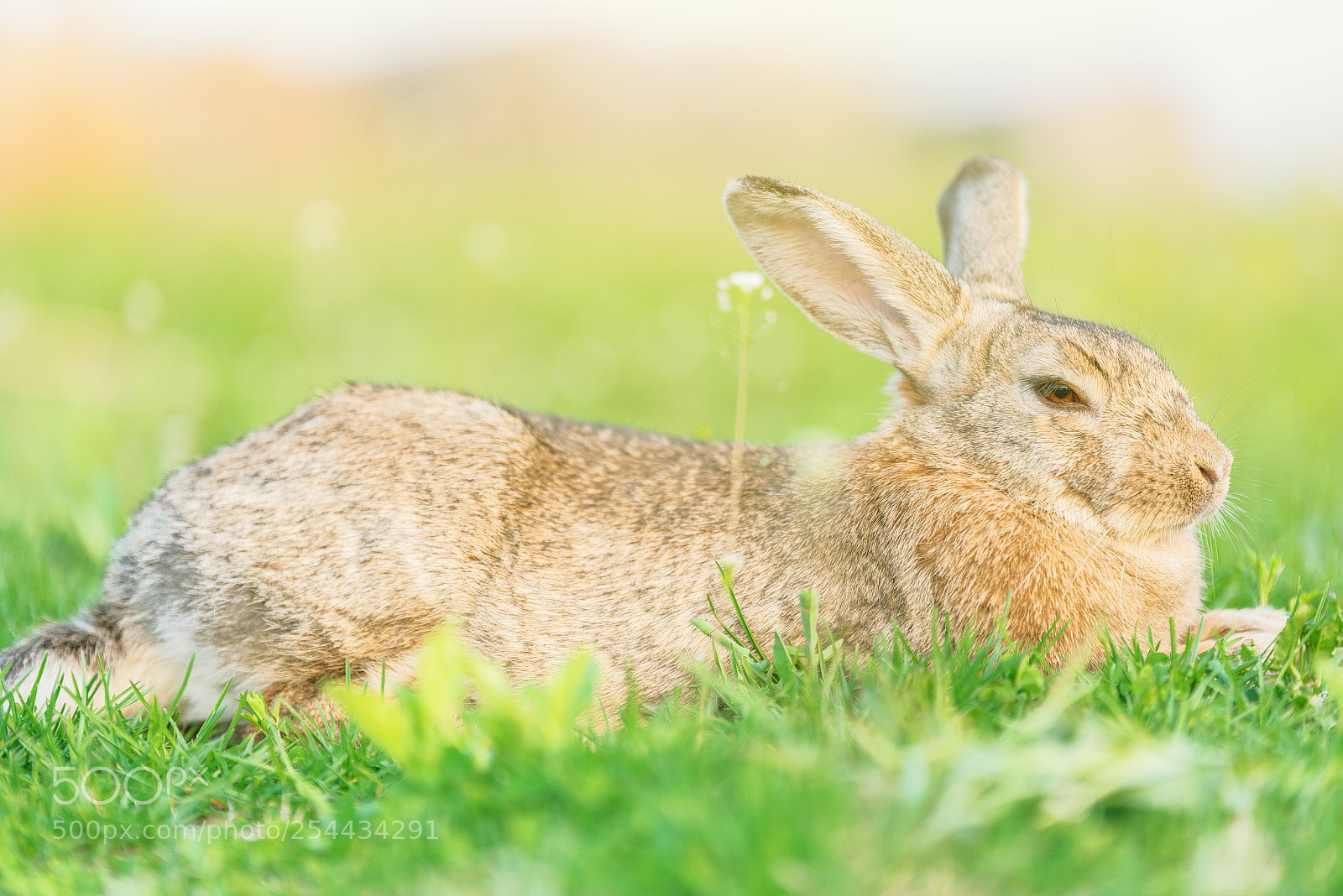Nikon D810 sample photo. Rabbit photography