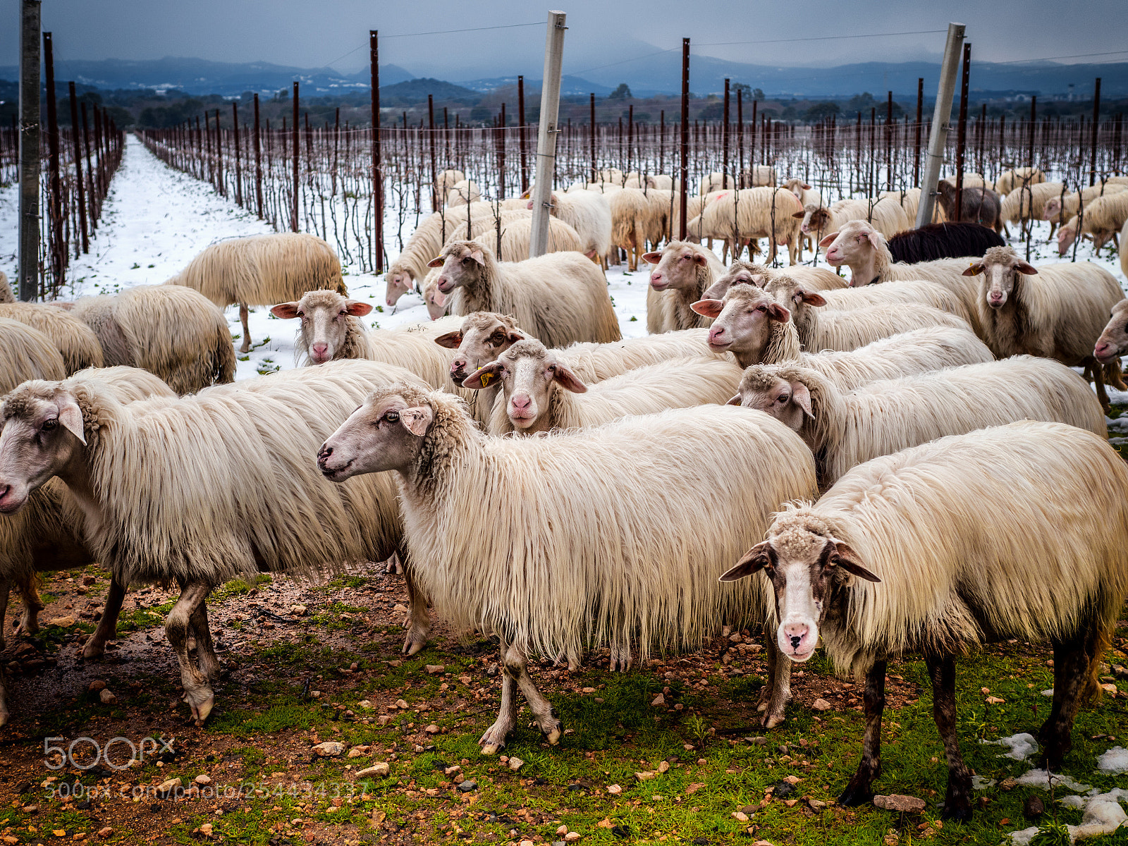 Panasonic Lumix DC-G9 sample photo. Countryside life. photography