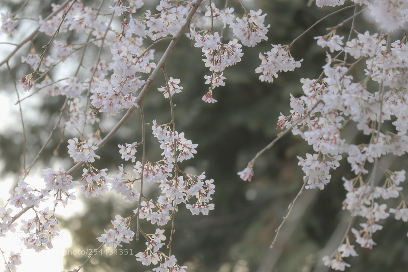 Canon EOS M5 sample photo. Cherry blossoms  photography