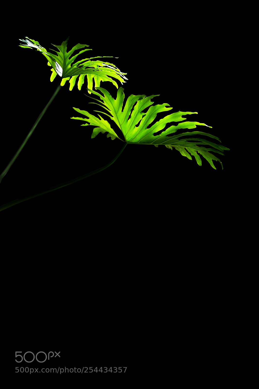 Nikon D7100 sample photo. Green monstera leaves photography