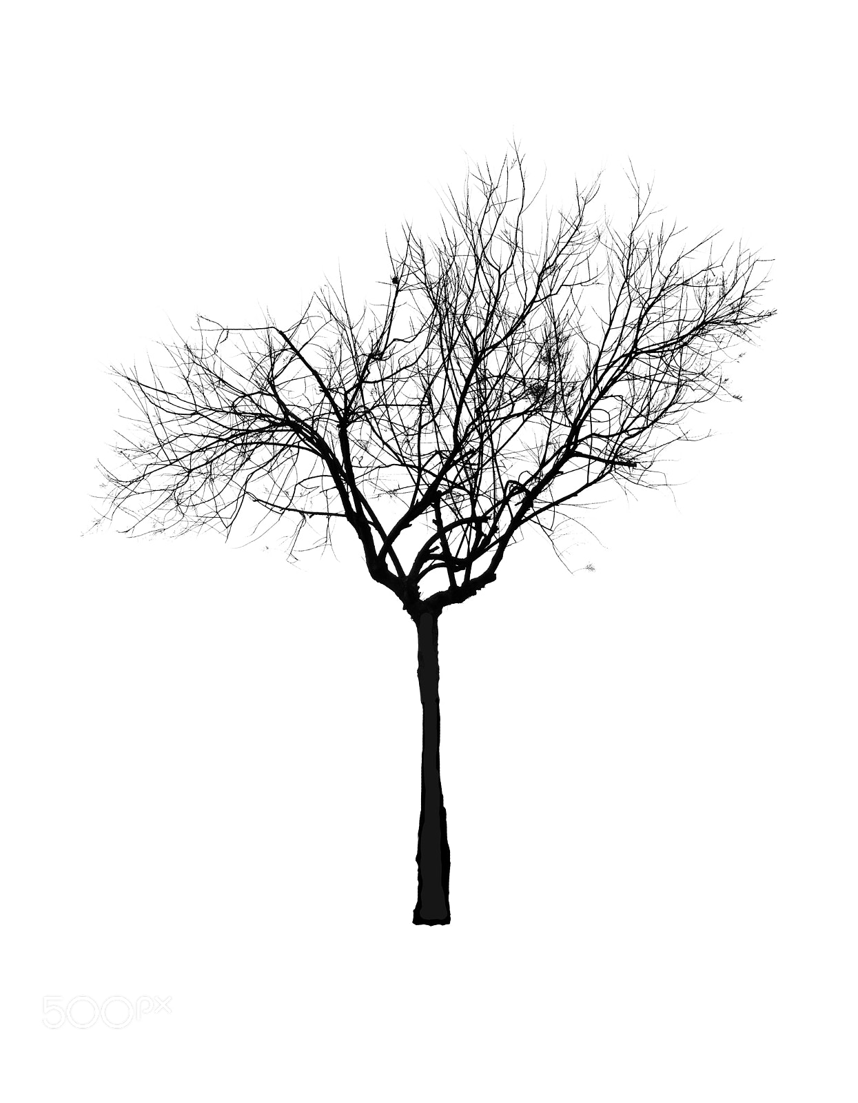 Nikon D7100 sample photo. Tree silhouette sky at photography