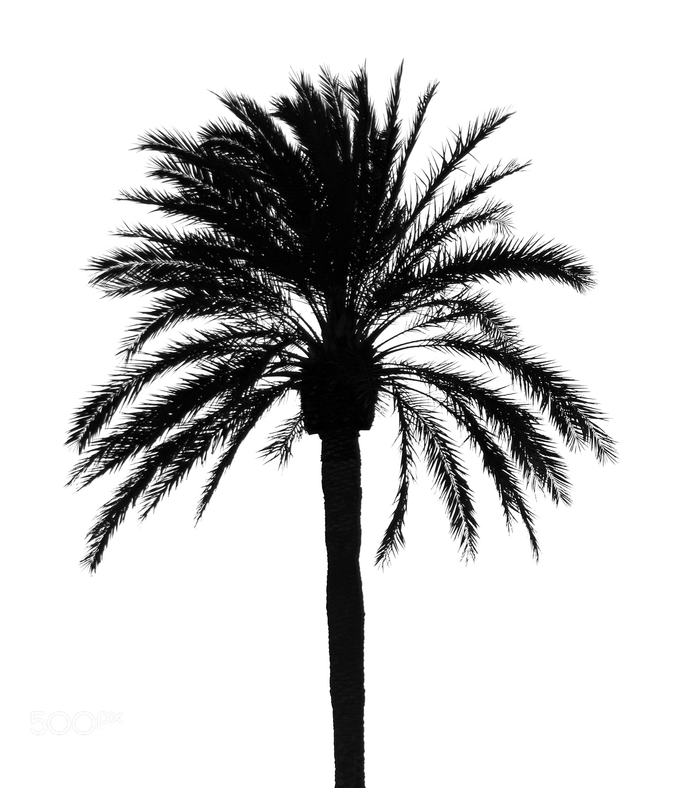 Nikon D7100 sample photo. Palm tree silhouette sky photography