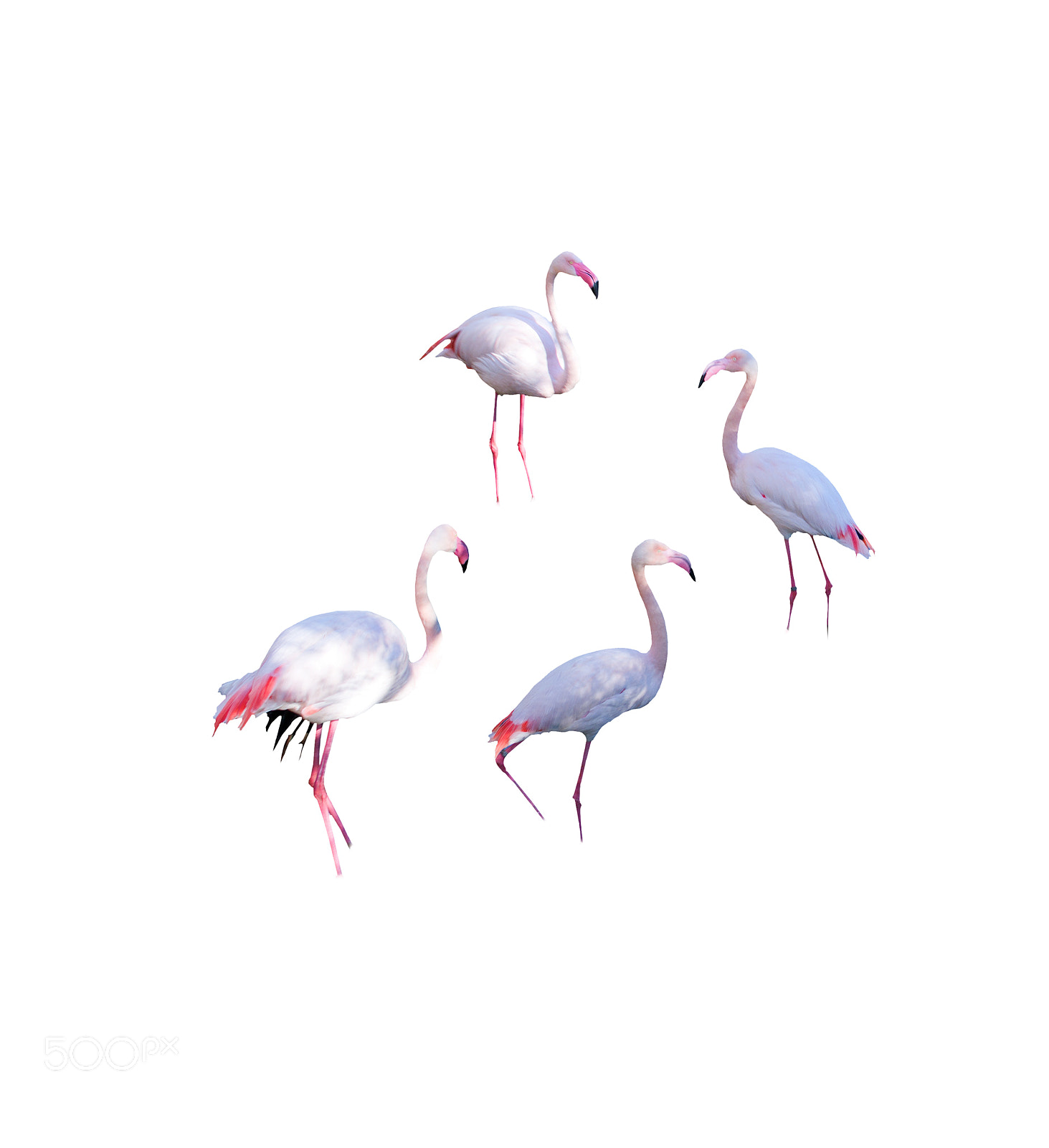 Nikon D7100 sample photo. Flamingos isolated on white photography