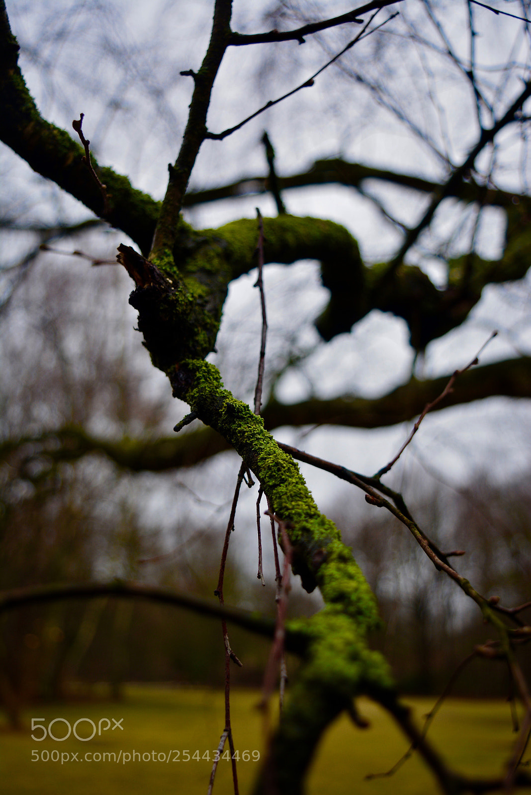 Nikon D5200 sample photo. Moss on a branch photography