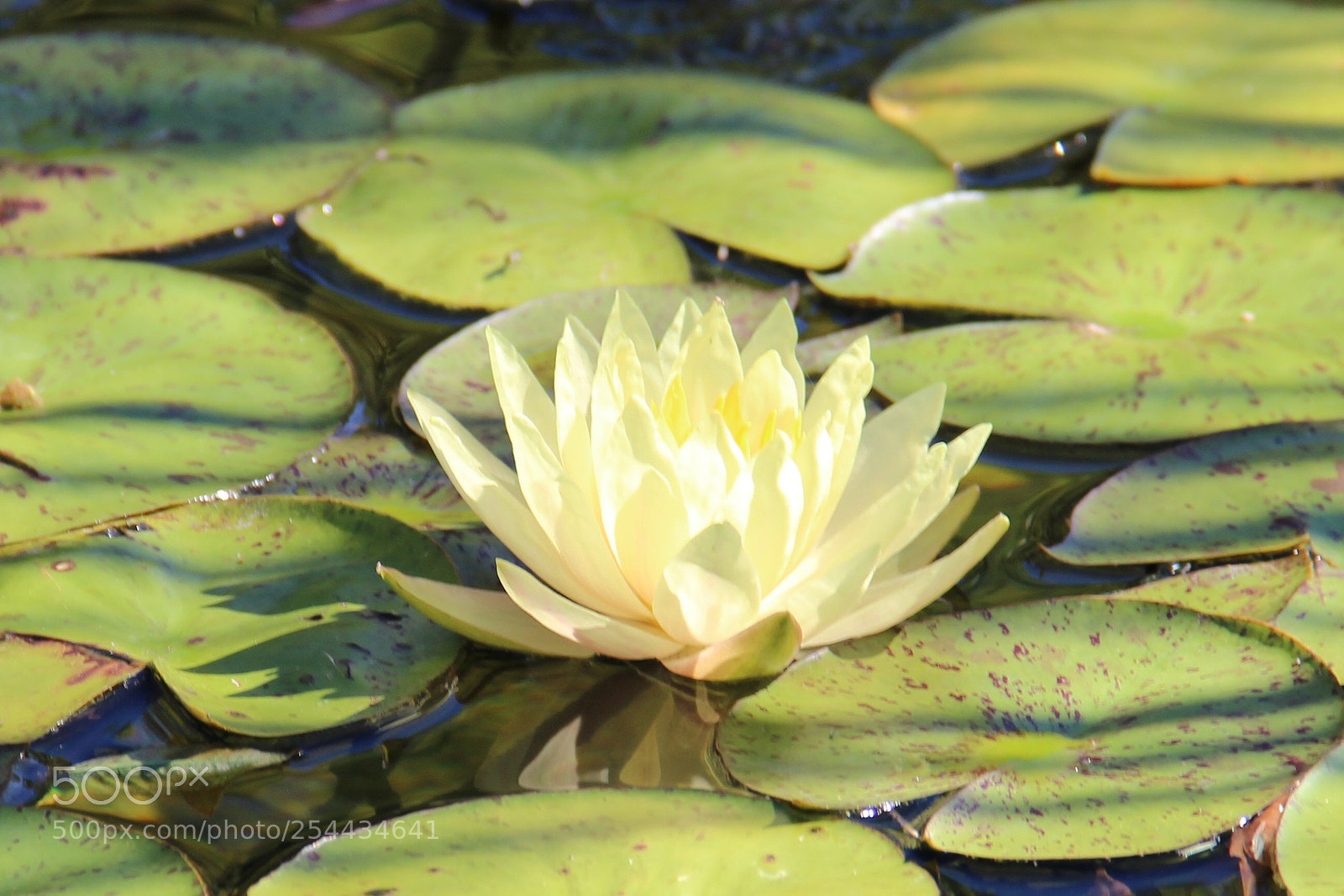 Canon EOS 600D (Rebel EOS T3i / EOS Kiss X5) sample photo. Water lilly  photography