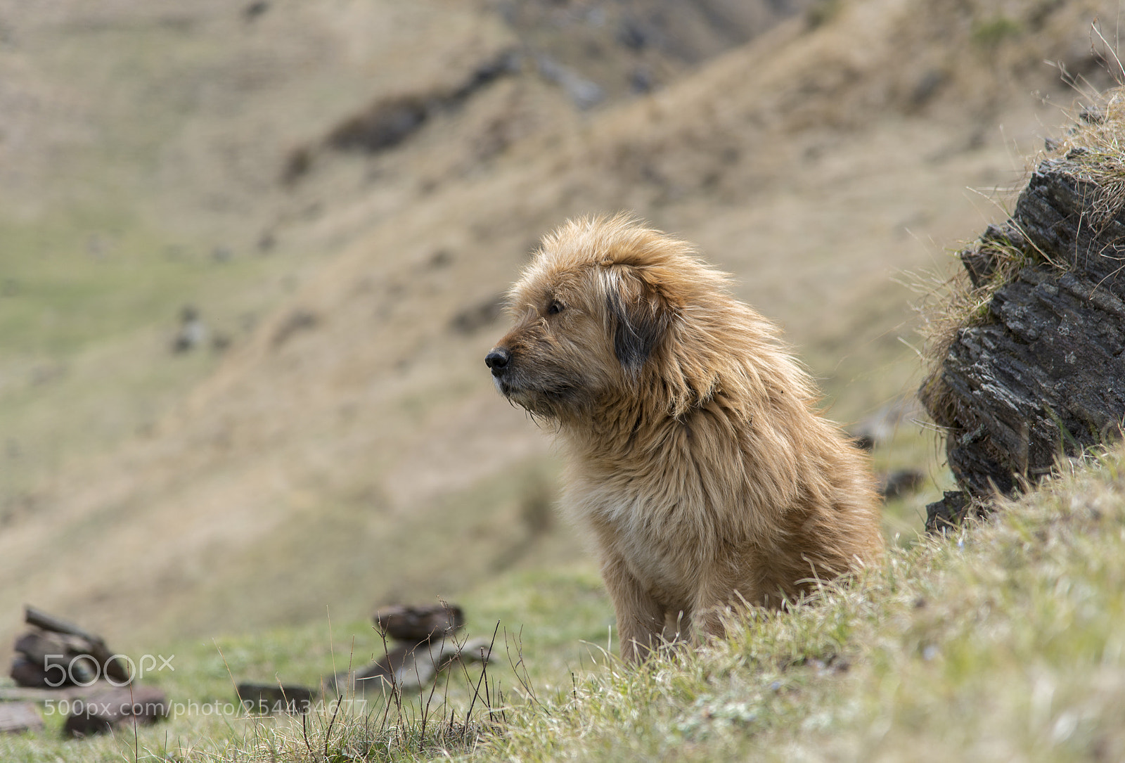 Nikon D750 sample photo. Himalayan mastif photography