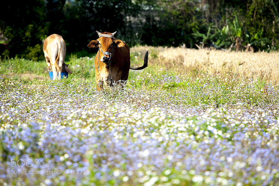 Nikon D700 sample photo. Na photography