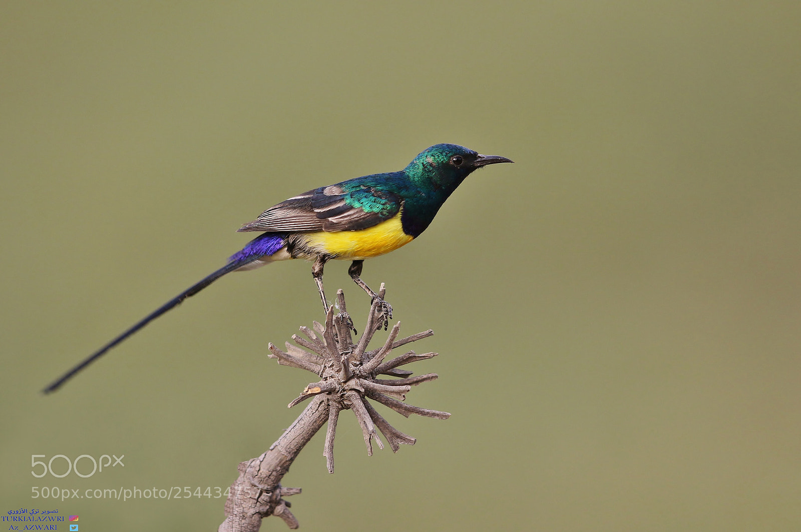 Canon EOS 7D Mark II sample photo. Nile valley sunbird jeddah photography