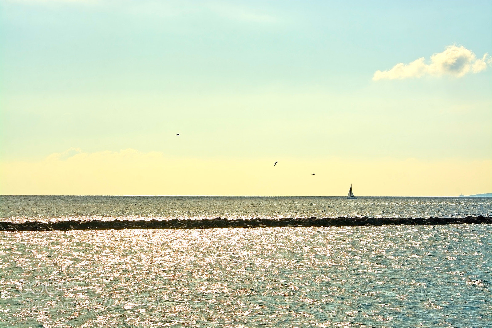 Nikon D7100 sample photo. Sailboat and birds photography