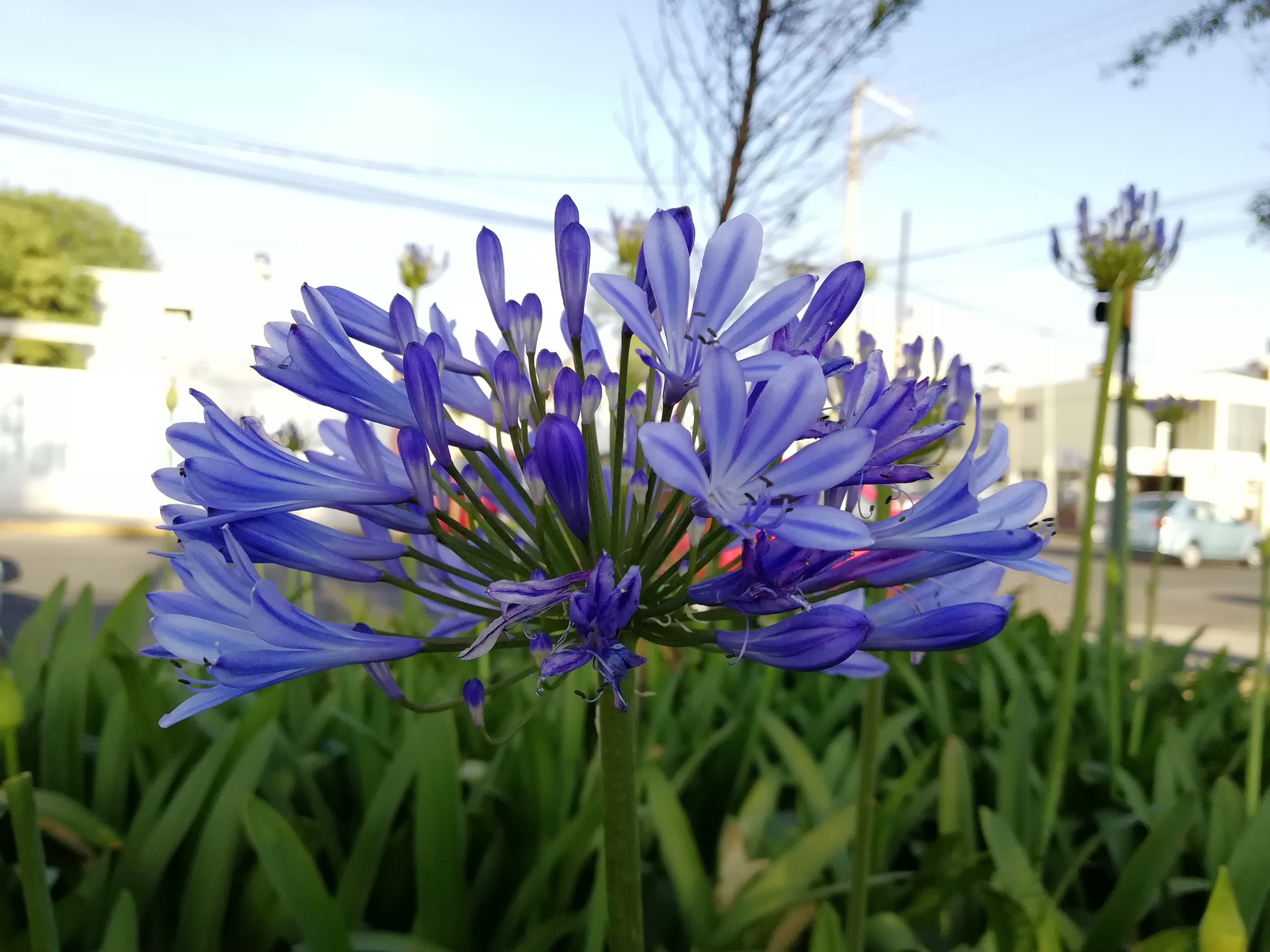 HUAWEI nova 2 Plus sample photo