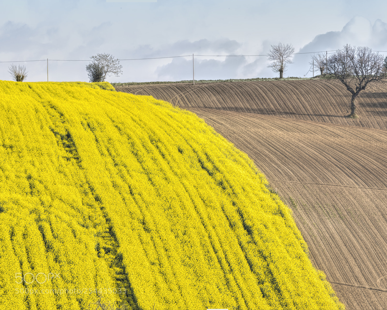 Pentax K-1 sample photo. New yellow photography