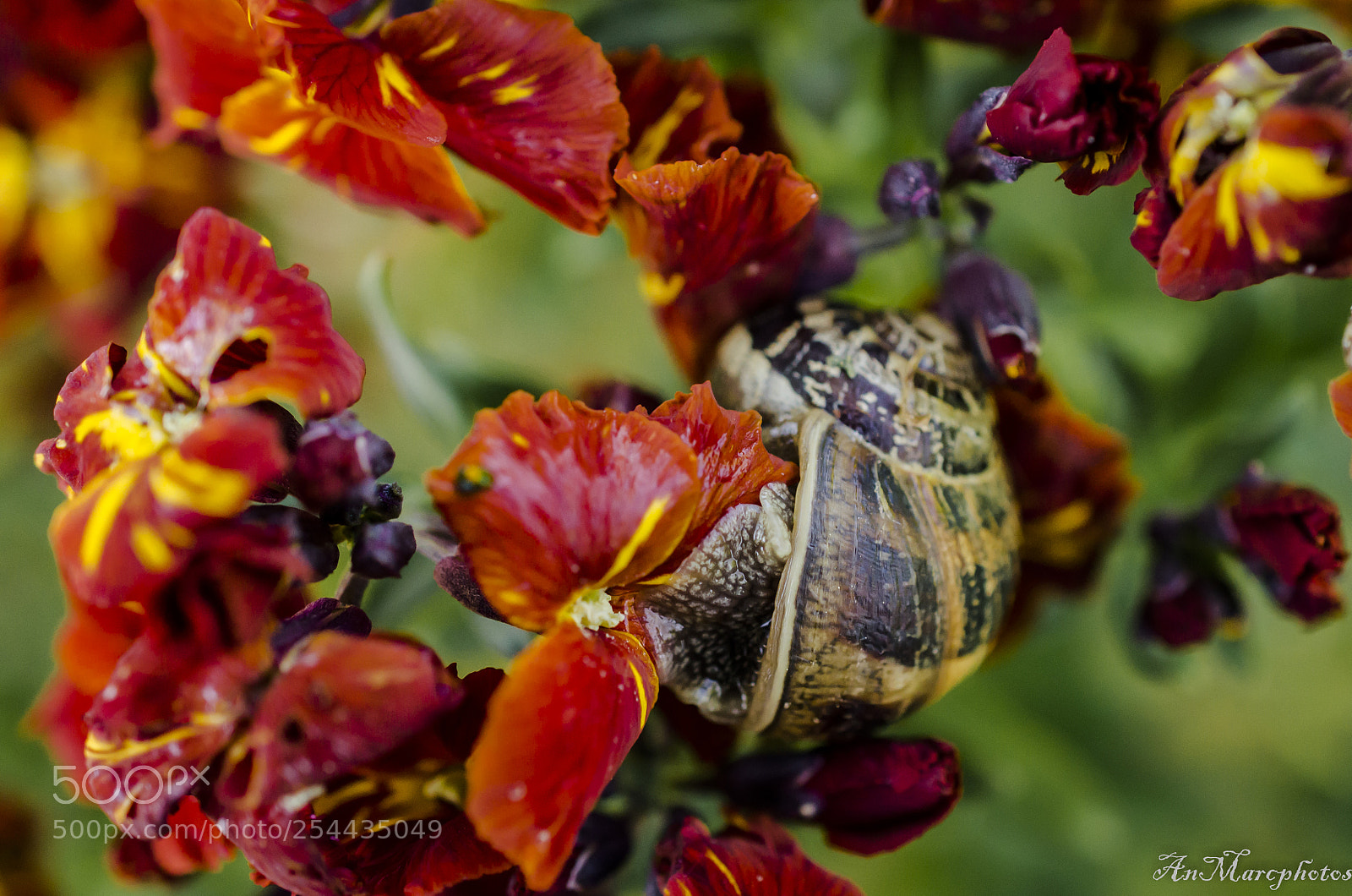 Nikon D7000 sample photo. Girofl es et leur photography