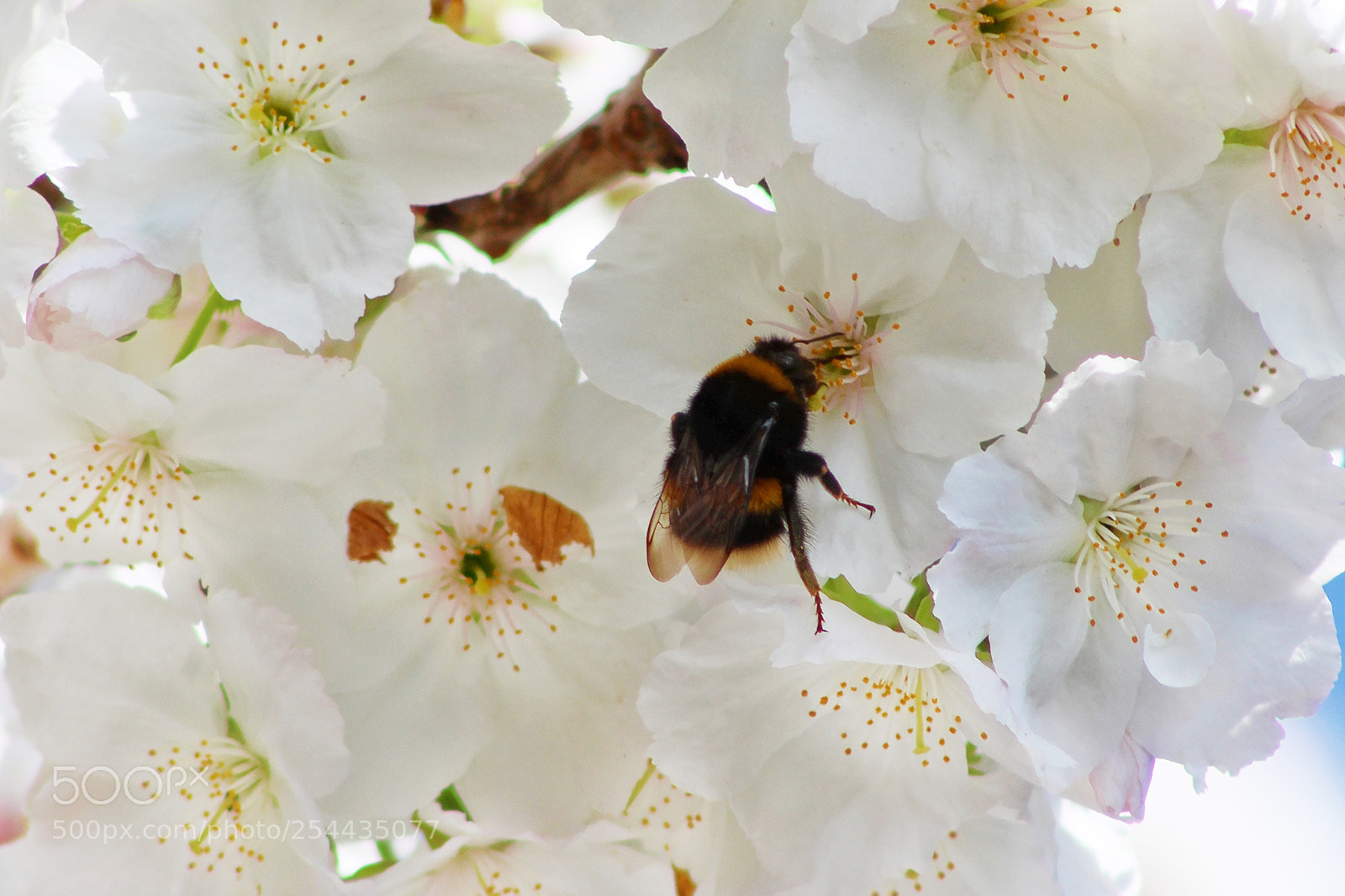 Canon EOS 700D (EOS Rebel T5i / EOS Kiss X7i) sample photo. Bee in blossom photography