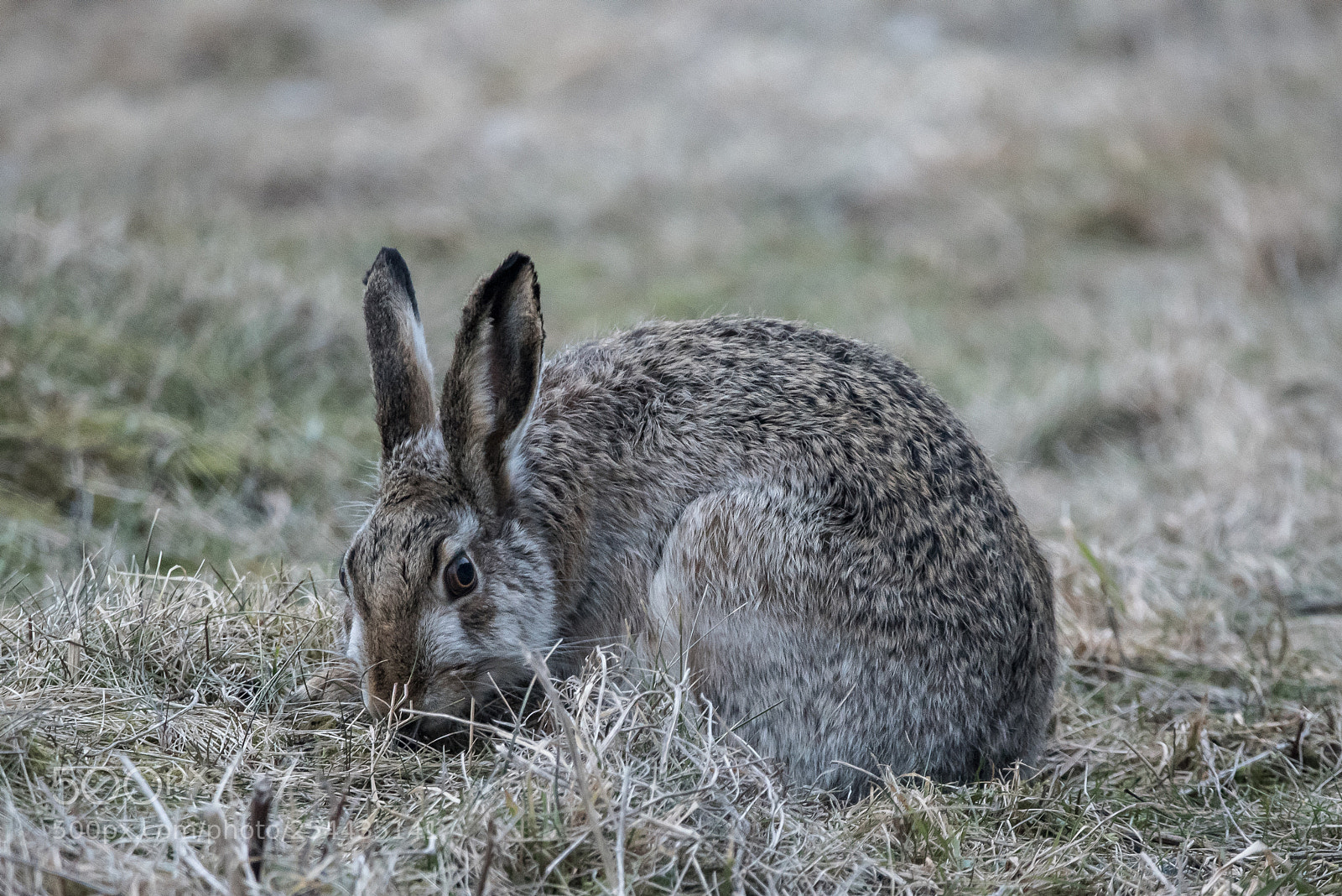 Nikon D750 sample photo. European hare photography
