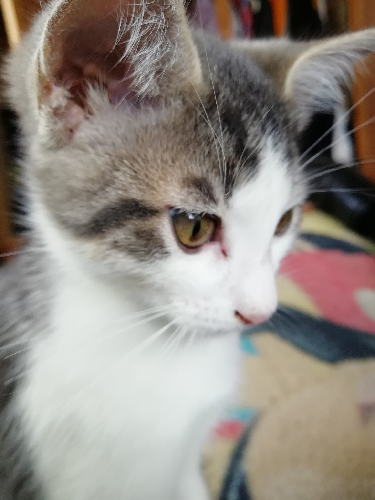 HUAWEI nova 2 Plus sample photo