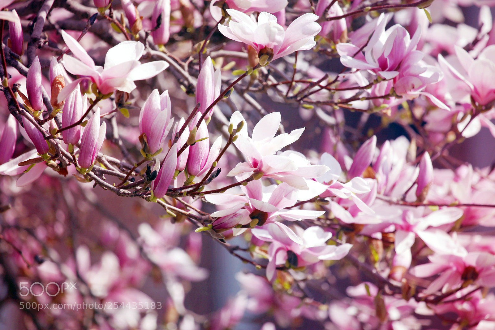 Canon EOS 5D Mark II sample photo. Blossoming magnolia photography