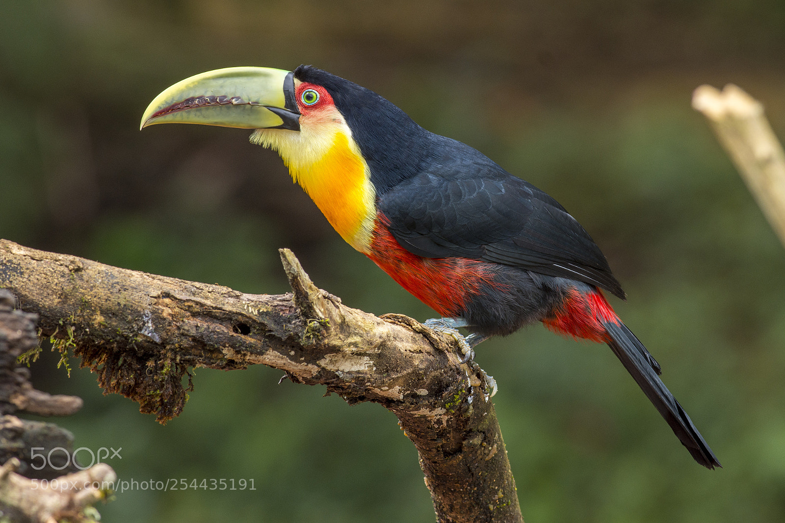 Nikon D7200 sample photo. Red-breasted toucan photography