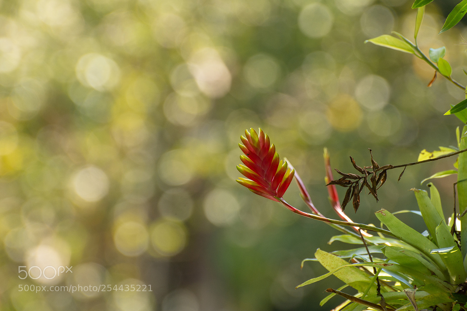 Nikon D7200 sample photo. Bromelia photography