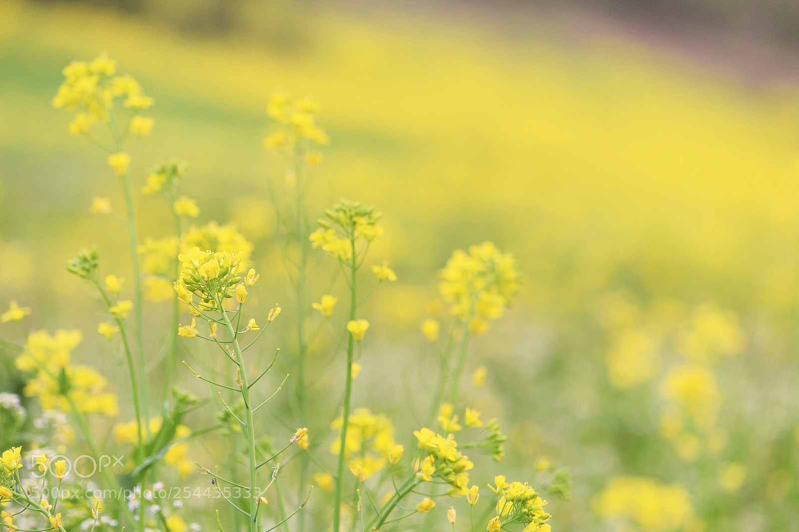 Canon EOS 1200D (EOS Rebel T5 / EOS Kiss X70 / EOS Hi) sample photo. Yellow photography